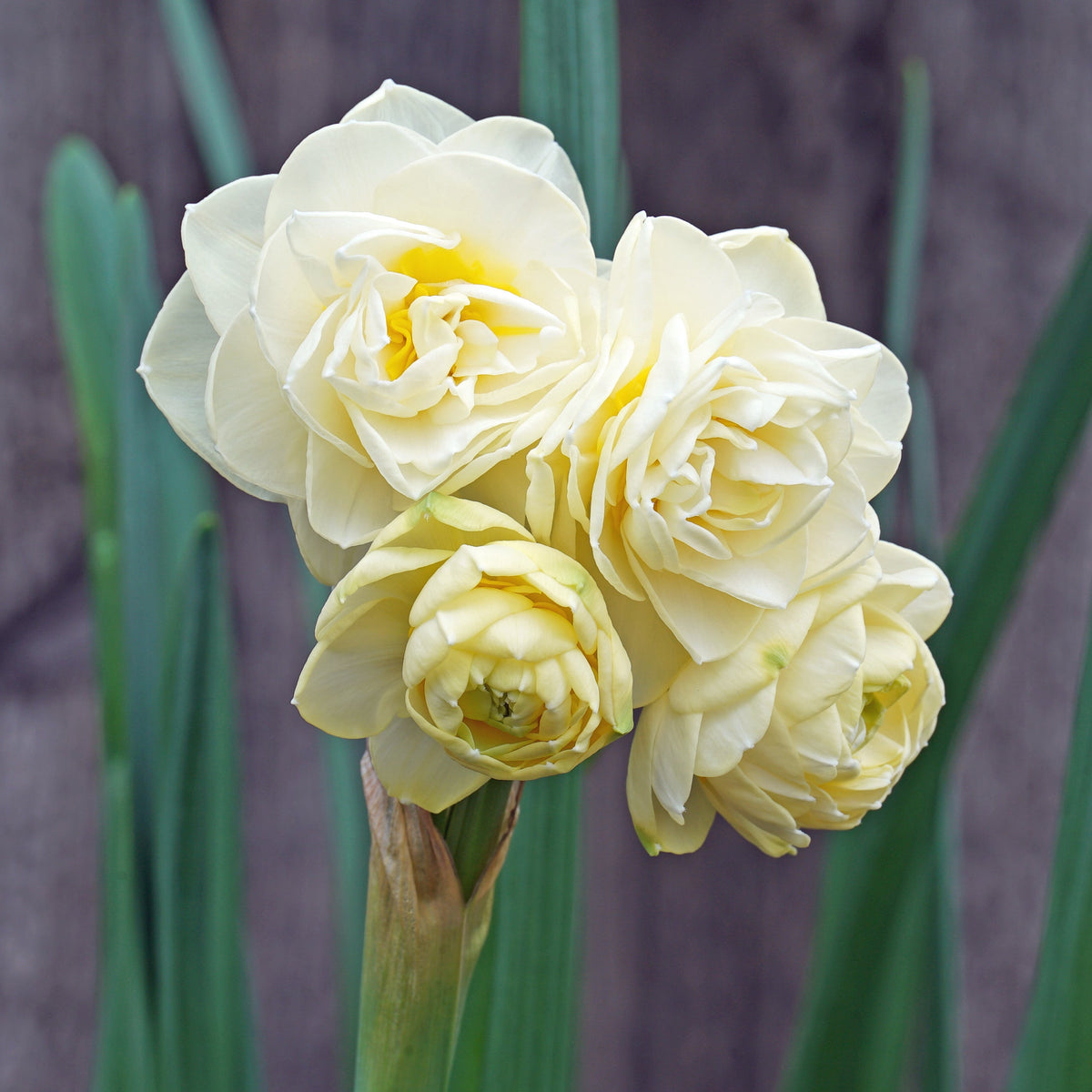 Rachel's Magic Spell - Special Narcissus - Fluwel