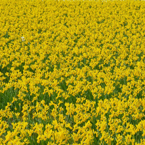 Rapture - Special Narcissus - Fluwel