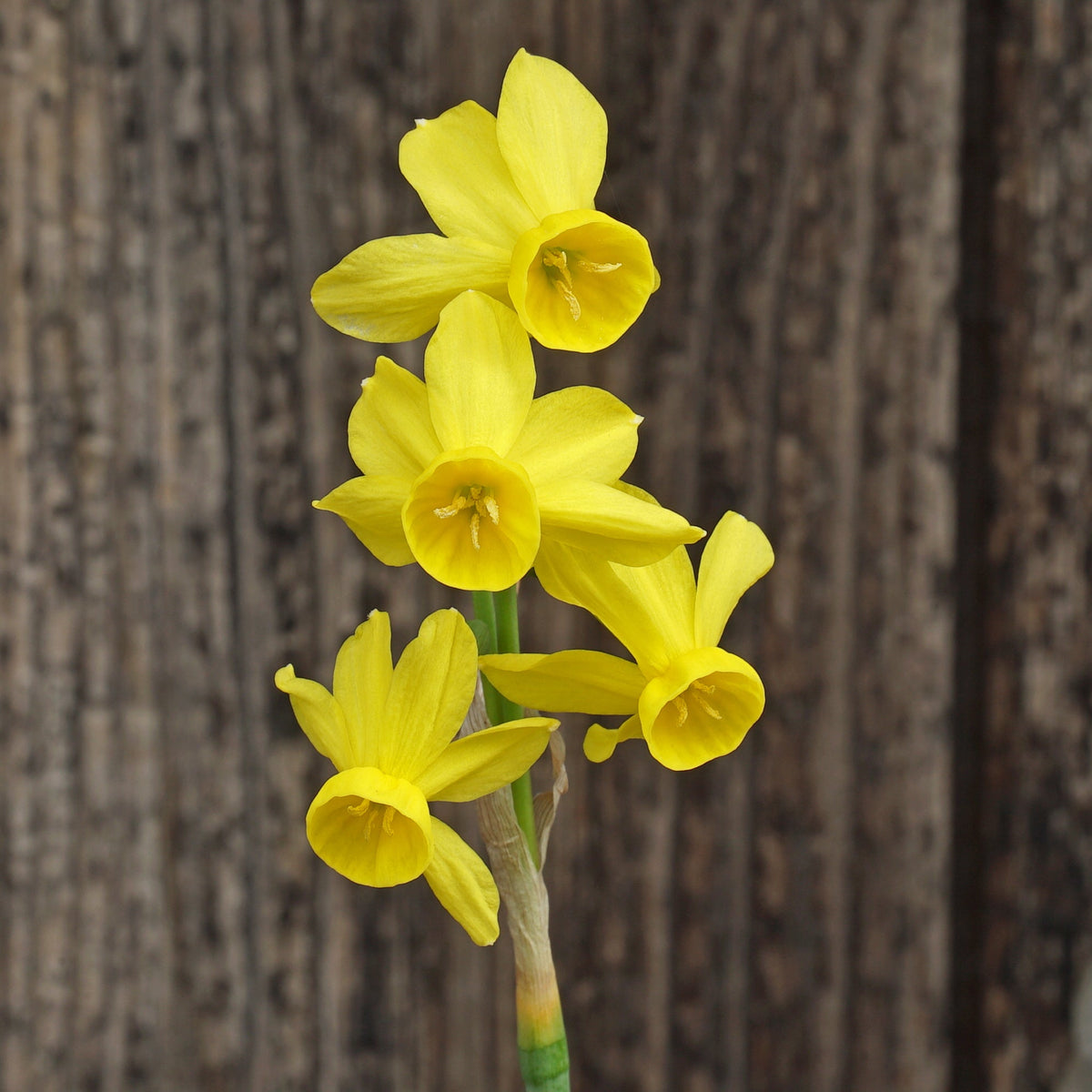 Razzmatazz - Special Narcissus - Fluwel