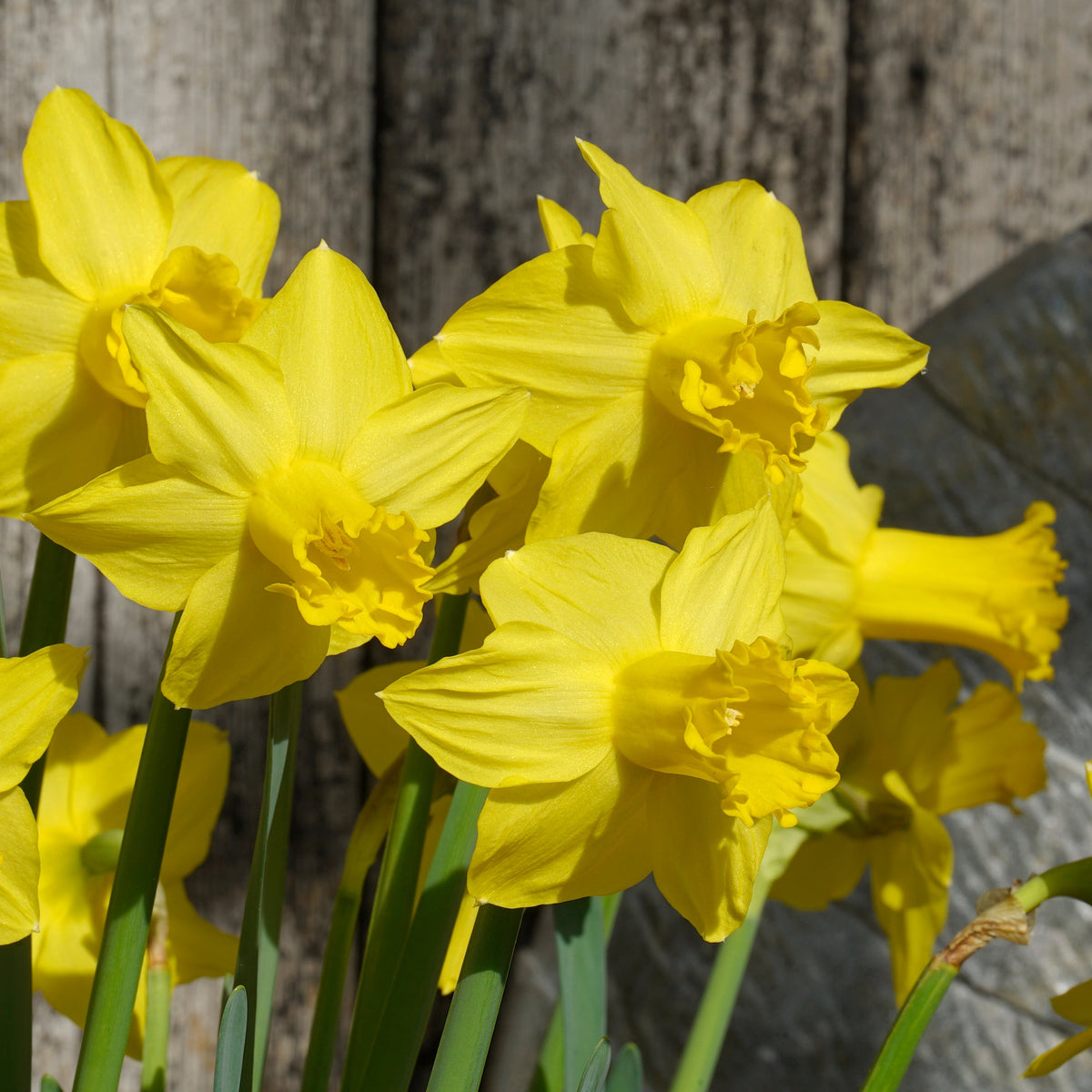 Rebel Rebel - gele Cyclamineus narcis - Fluwel