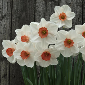 Red Passion - Special Narcissus - Fluwel