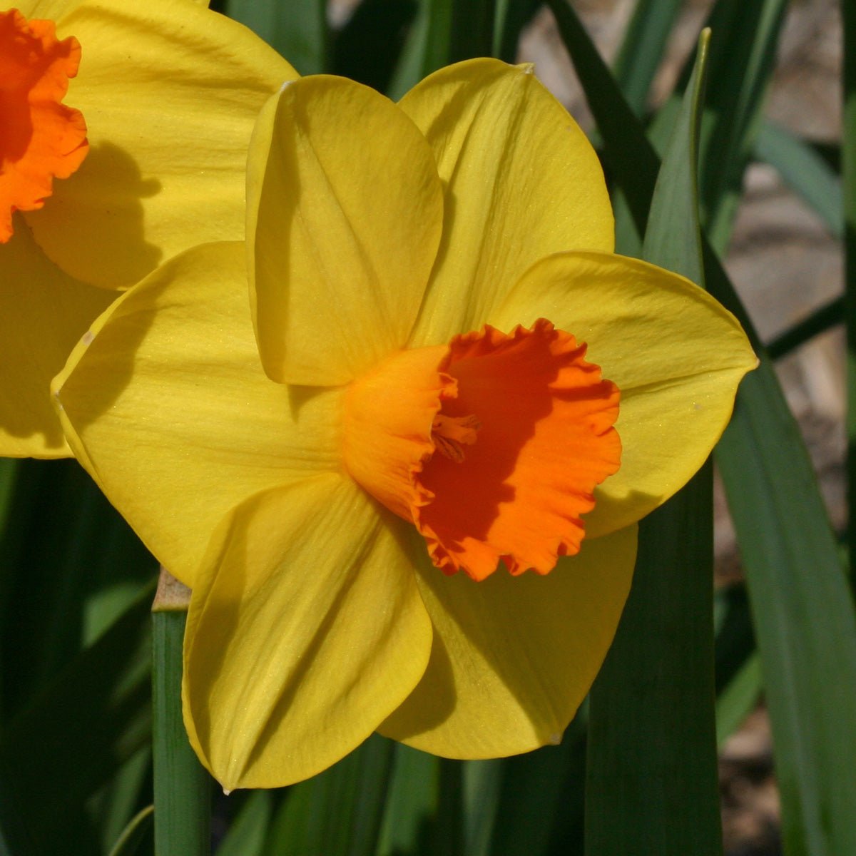 Resplendent - Special Narcissus - Fluwel