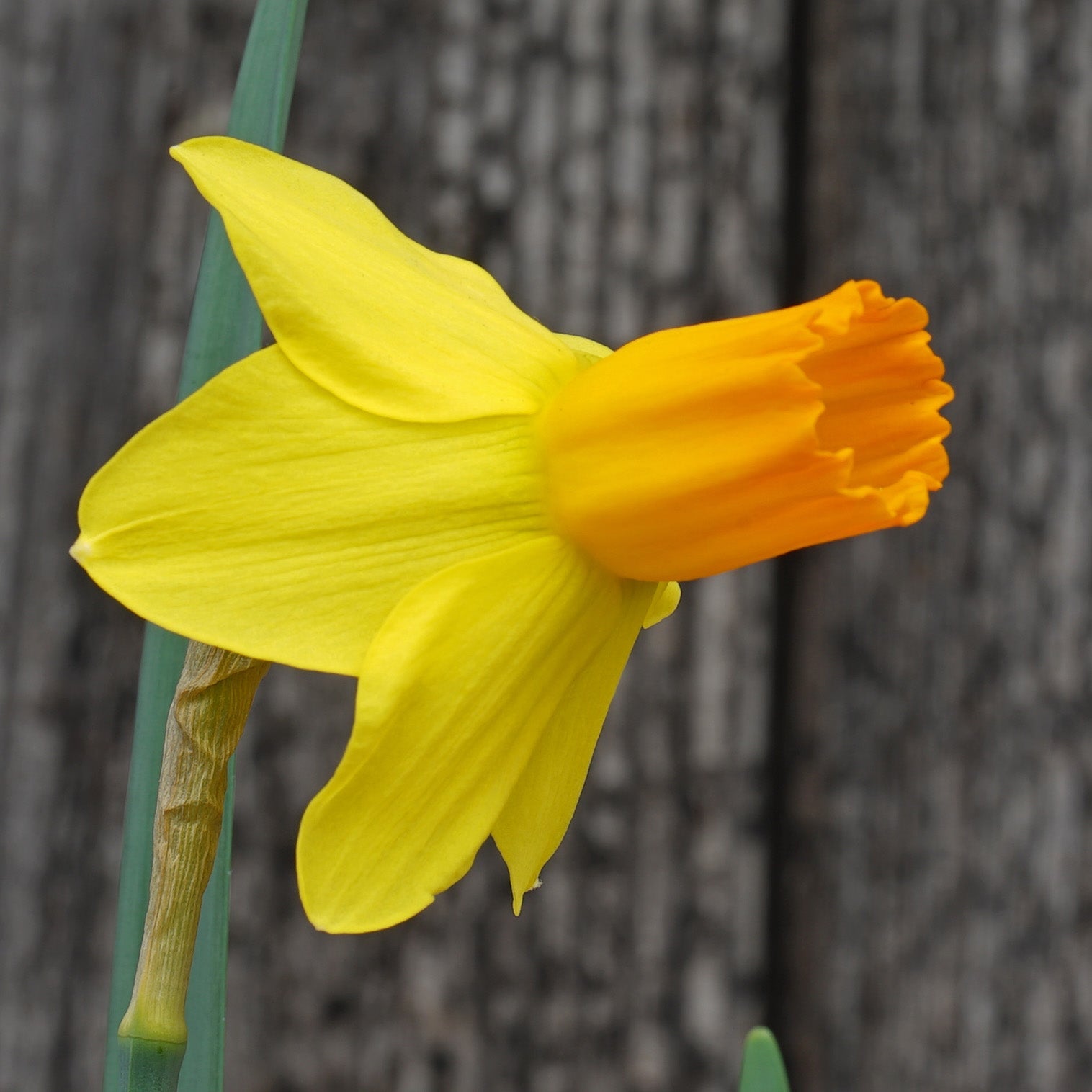 Right Stuff - Special Narcissus - Fluwel