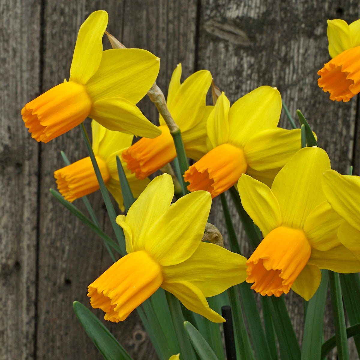 Right Stuff - geel-oranje Cyclamineus narcis - Fluwel