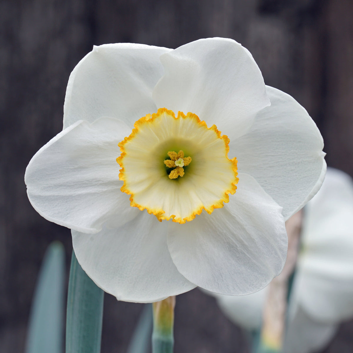 Ring Ring - Special Narcissus - Fluwel