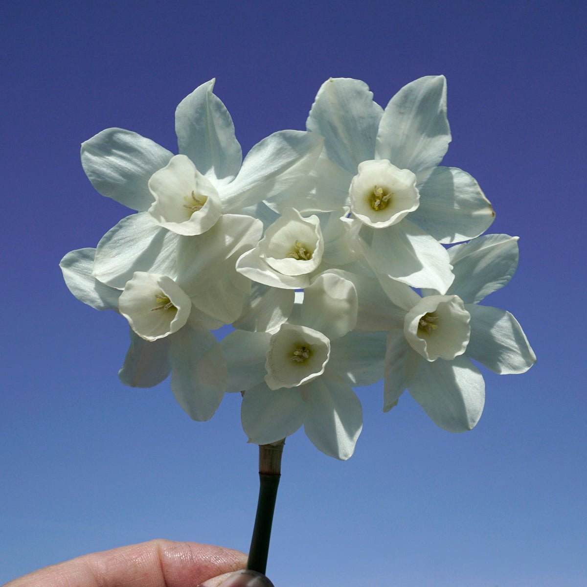 Ringing Bells - Special Narcissus - Fluwel