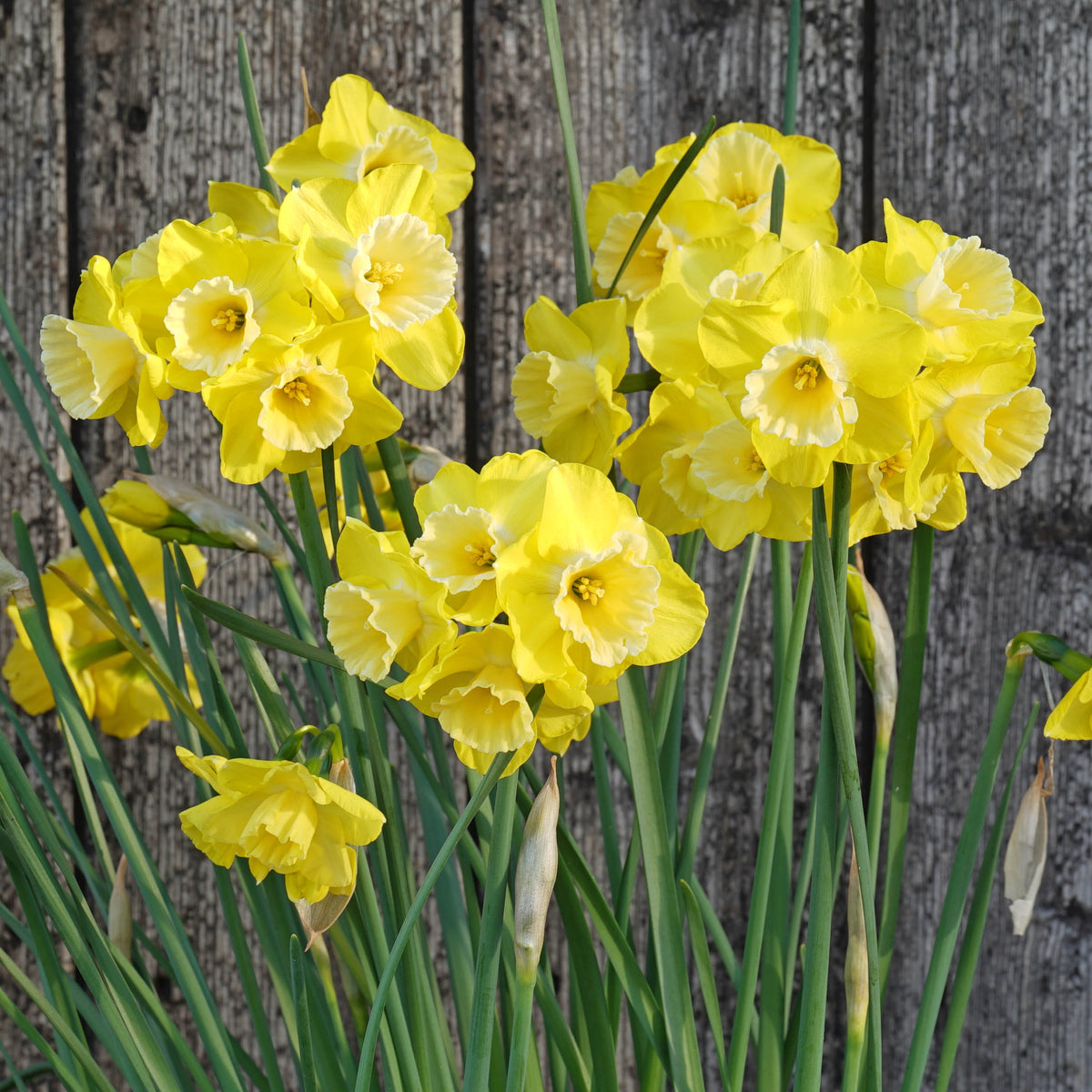 Road Runner - geel-witte Jonquilla narcis - Fluwel