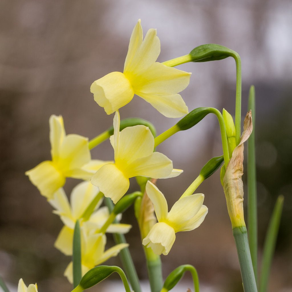 Romantique - Special Narcissus - Fluwel