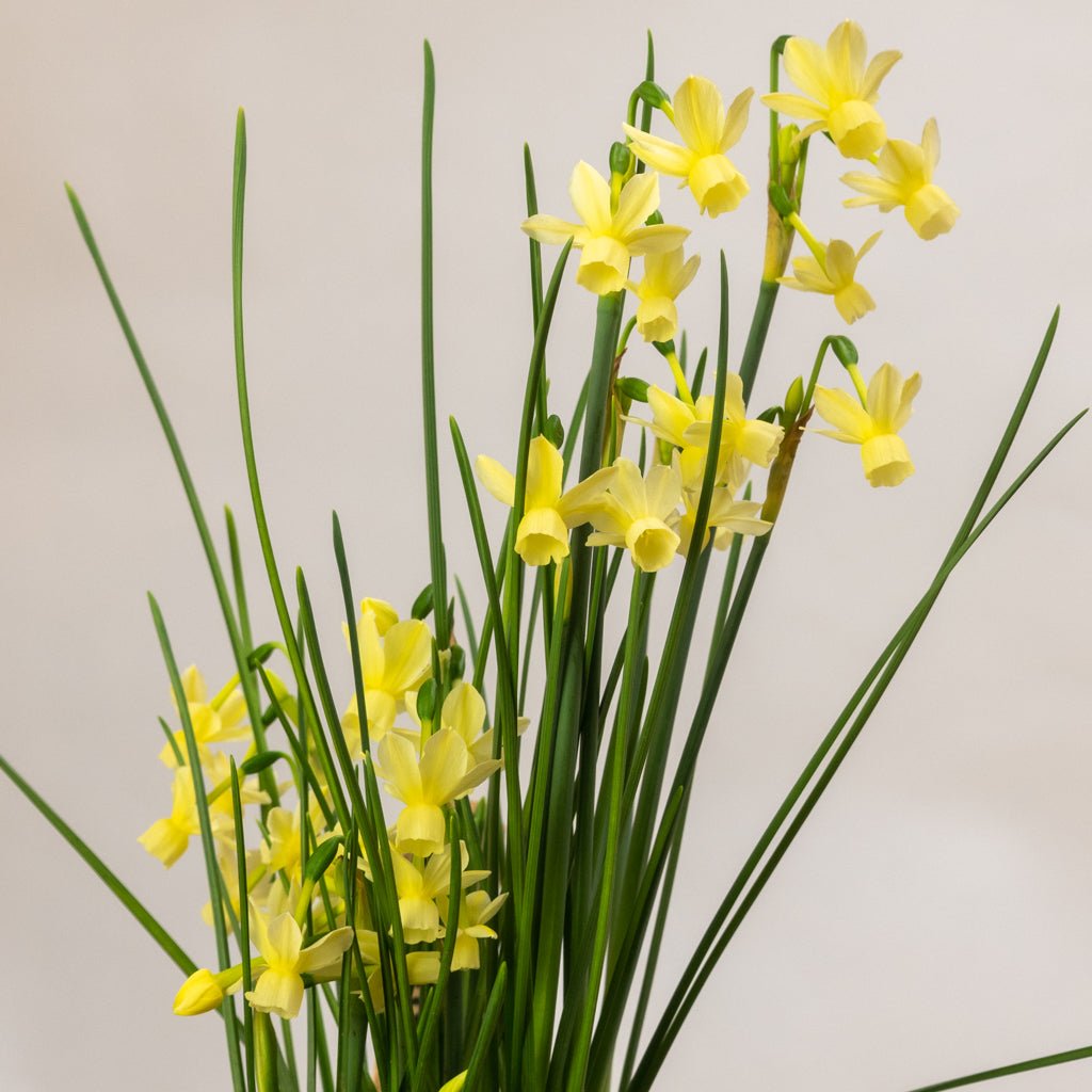 Romantique - gele Triandrus narcis - Fluwel