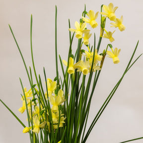 Romantique - Special Narcissus - Fluwel
