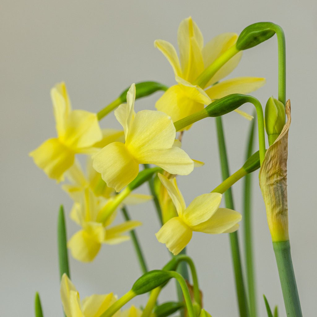 Romantique - gele Triandrus narcis - Fluwel