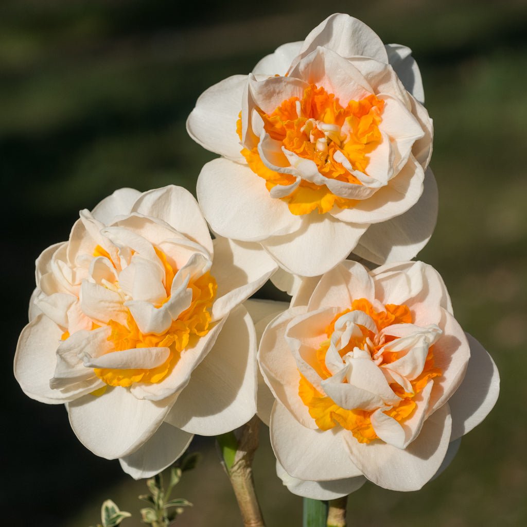 Rongoiti Gem - wit-oranje Double narcis - Fluwel