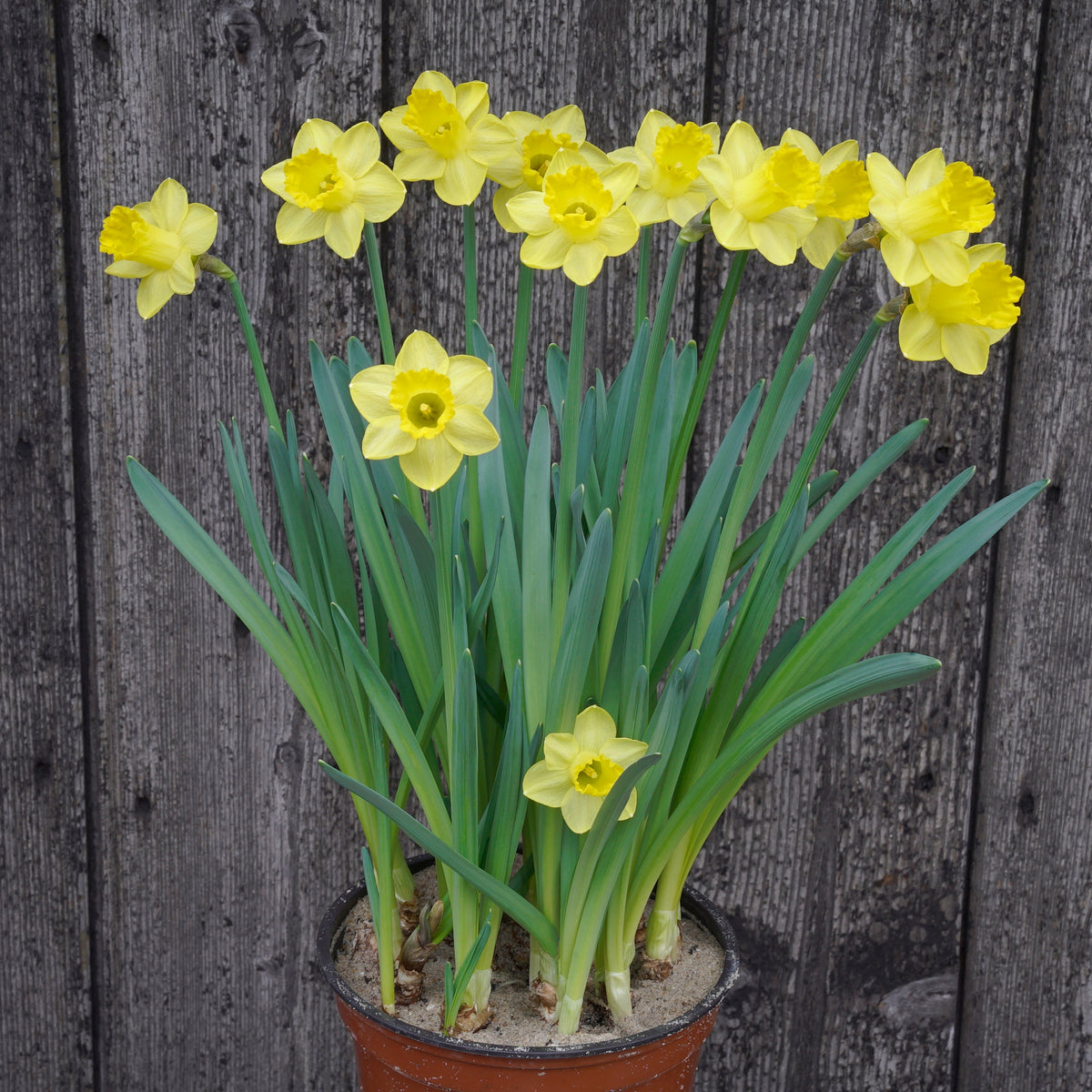 Roundita - gele narcis - Fluwel