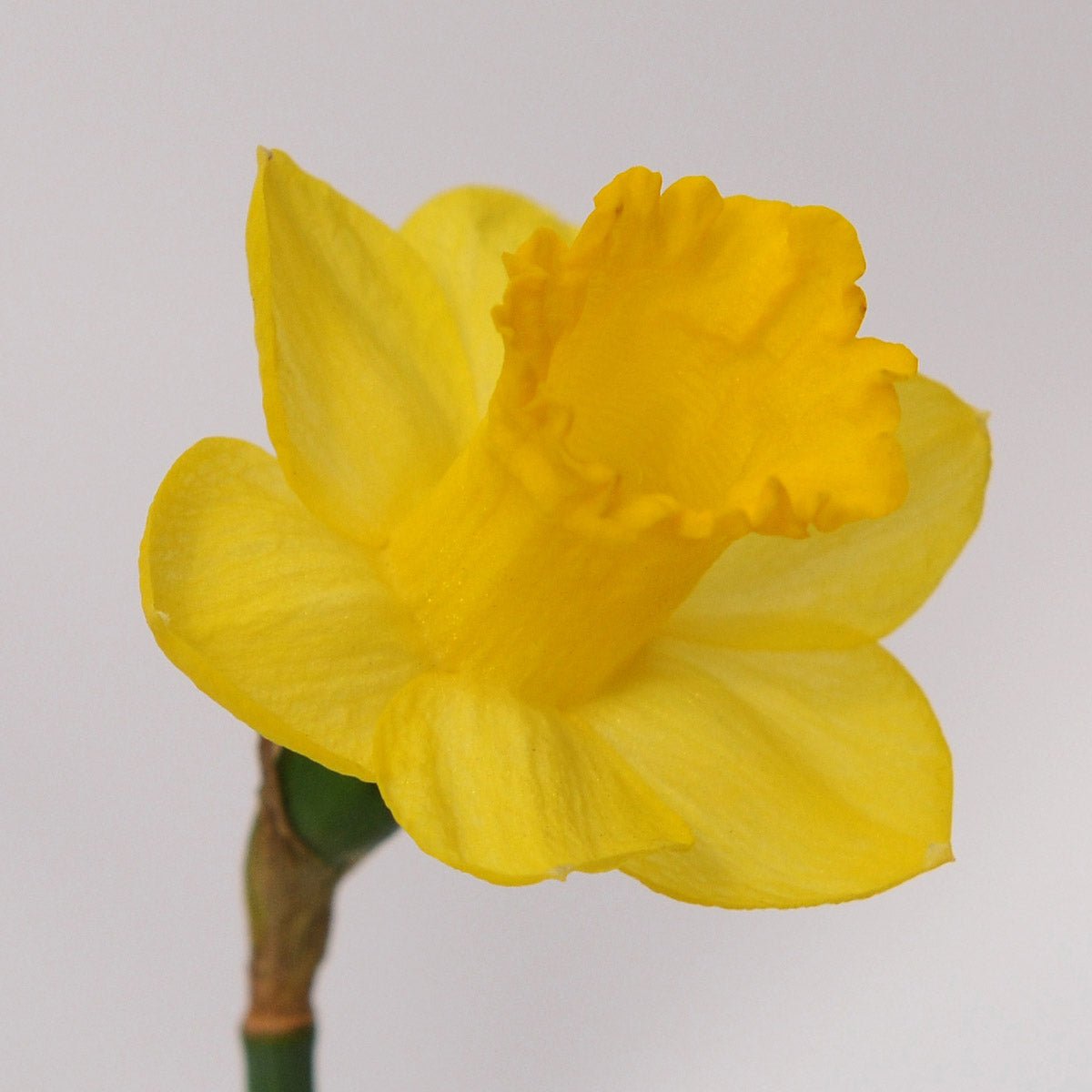 Roundita - gele narcis - Fluwel