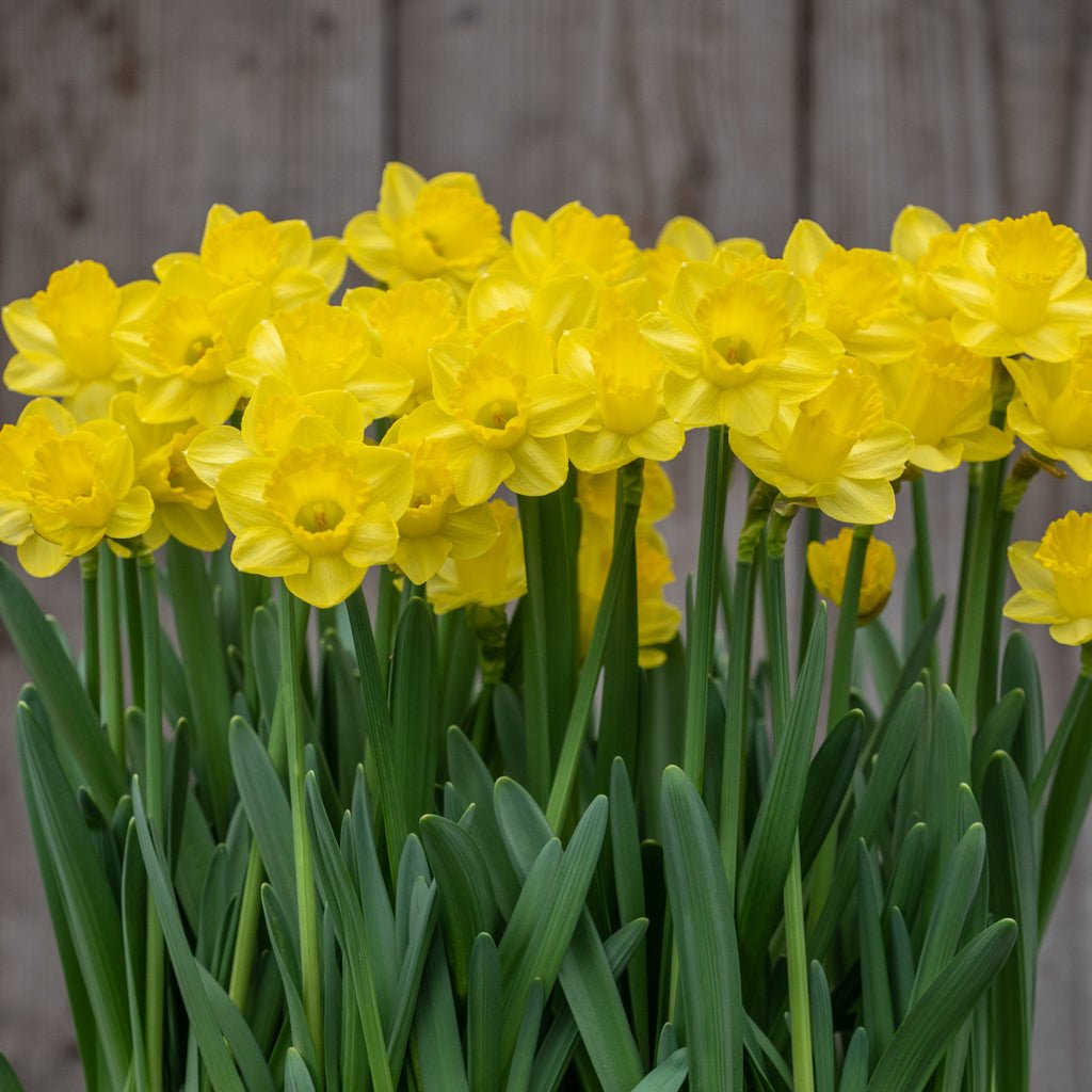 Roundita - gele narcis - Fluwel
