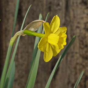 Rubelina - Special Narcissus - Fluwel