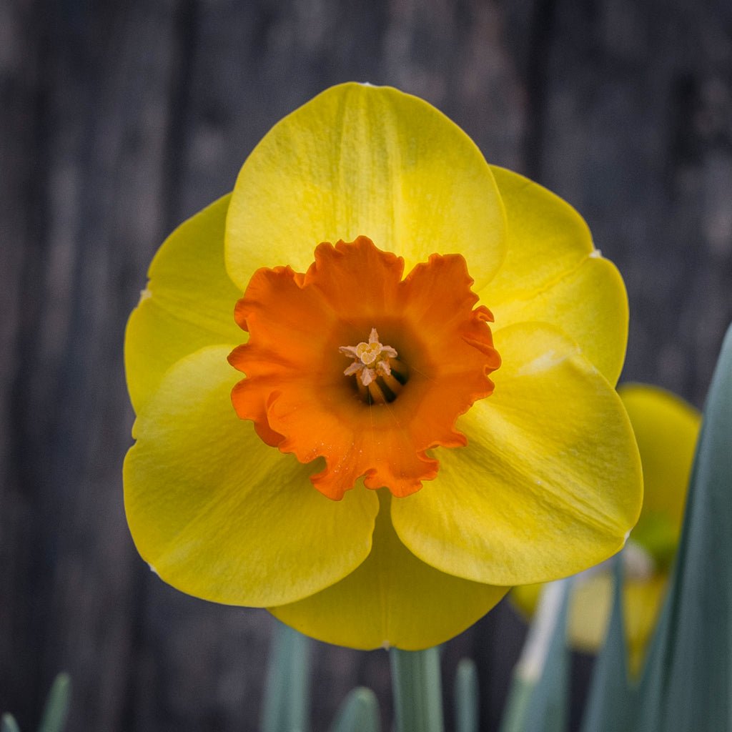 Rusty Doodle - geel-oranje-rode Large-cupped narcis - Fluwel