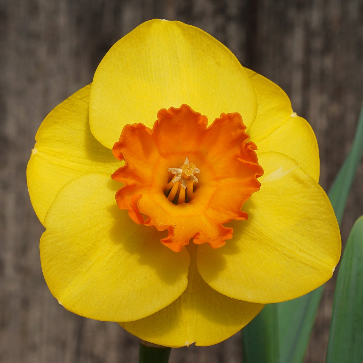 Rusty Doodle - Special Narcissus - Fluwel