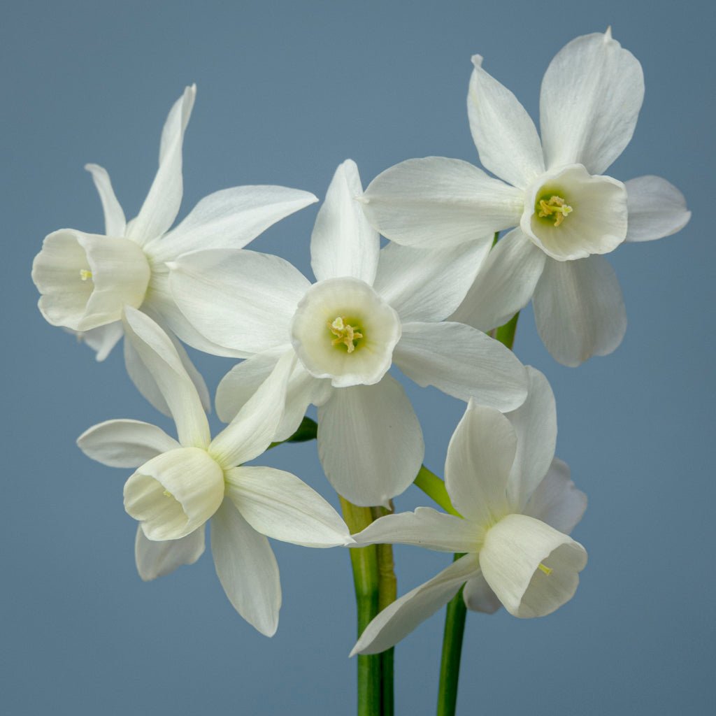 Sandra's Choice - Special Narcissus - Fluwel