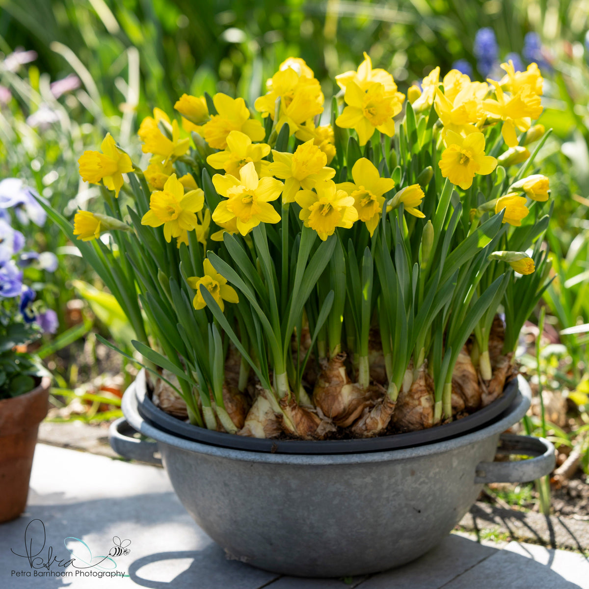 Say Cheese - Narcissus - Fluwel