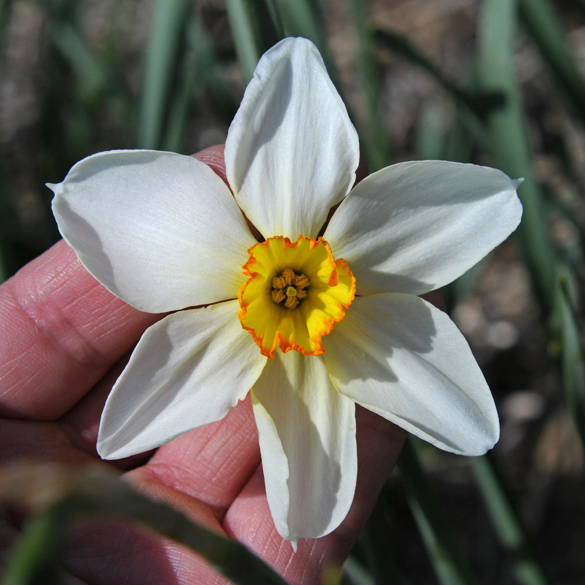 Seagull - wit-gele Small-cupped narcis - Fluwel