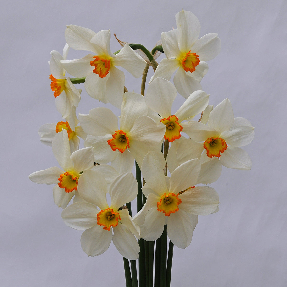 Seagull - wit-gele Small-cupped narcis - Fluwel