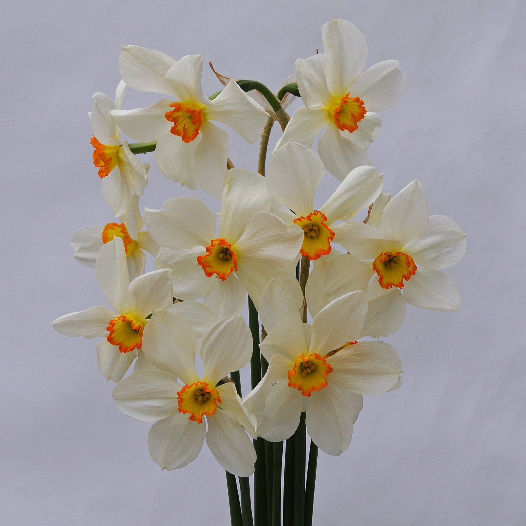 Seagull - Narcissus - Fluwel