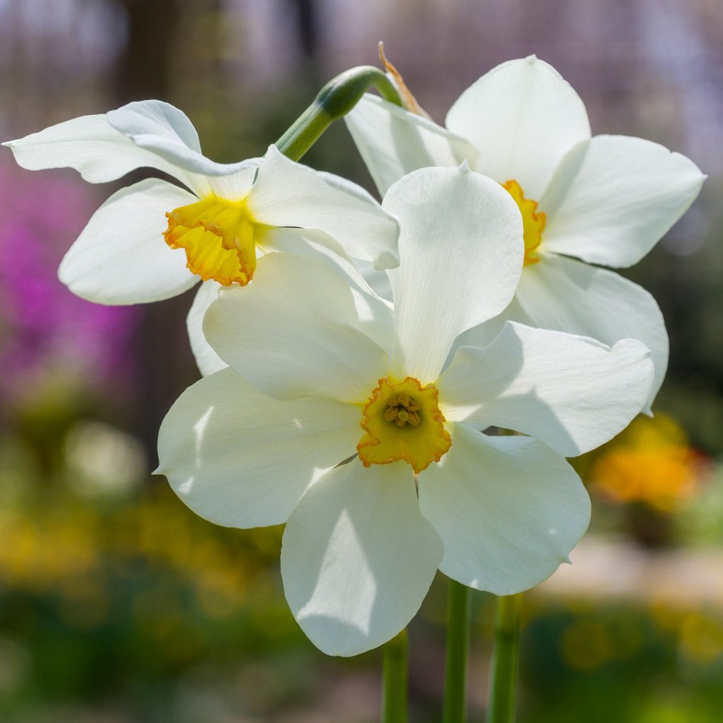 Seagull - Narcissus - Fluwel