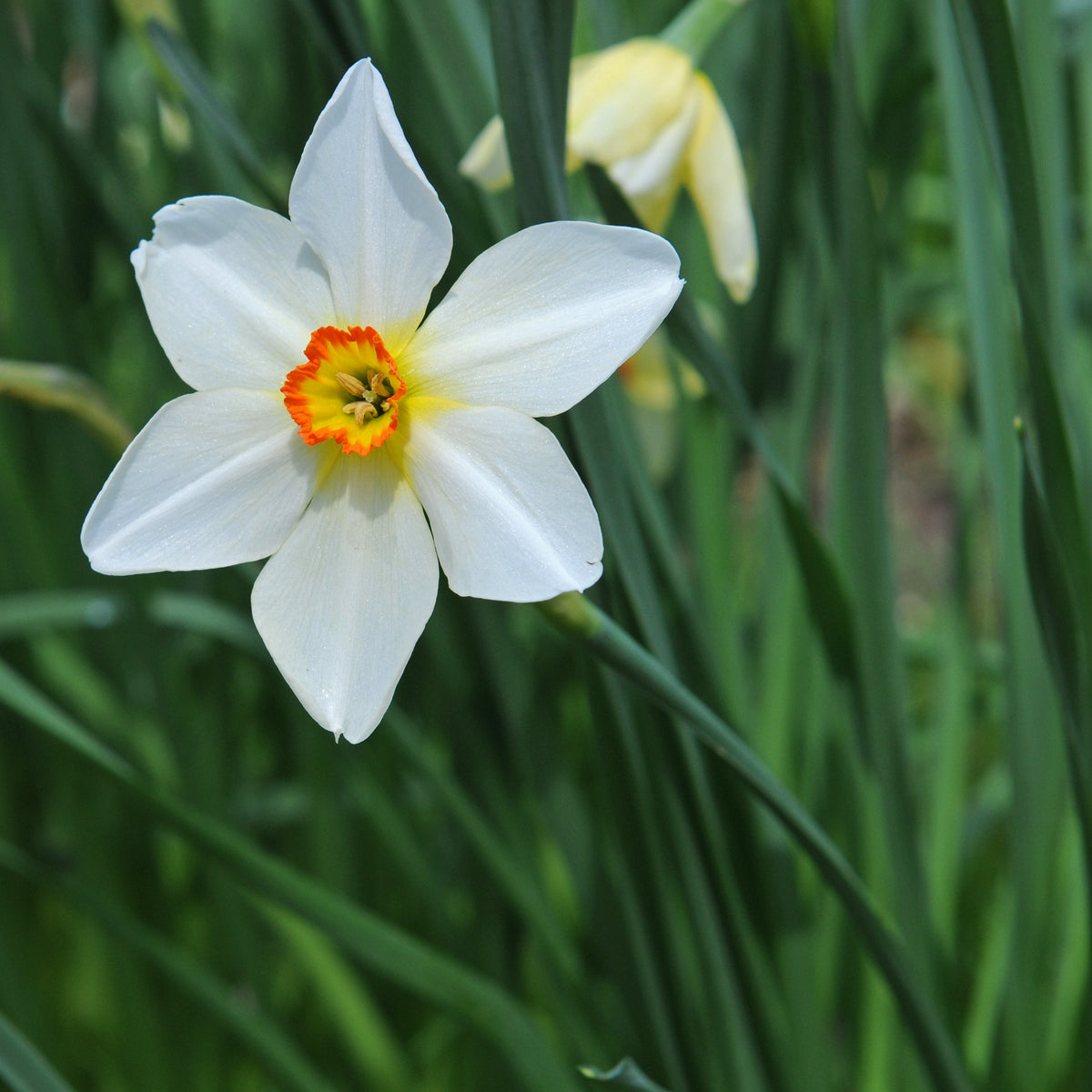 Seagull - Narcissus - Fluwel