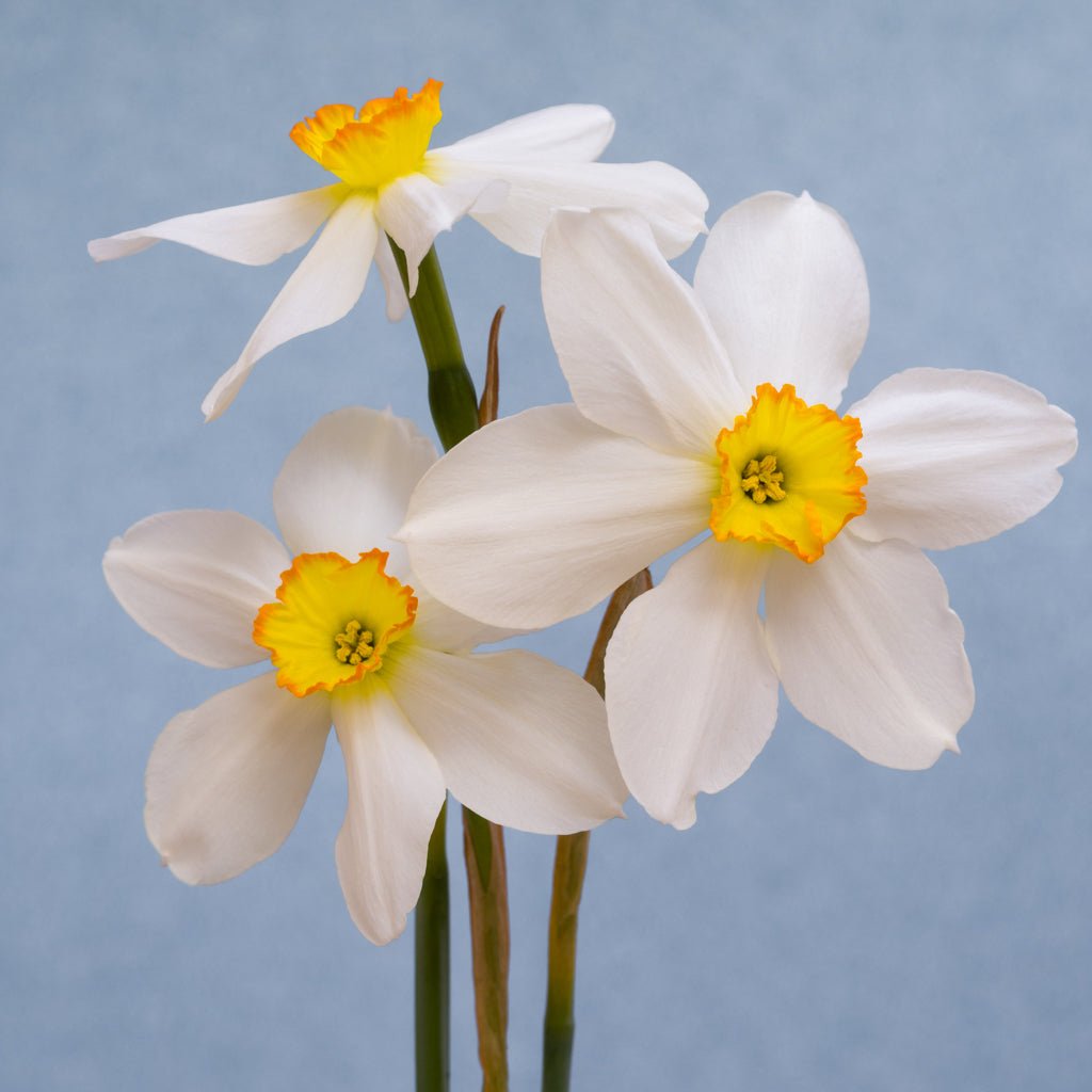 Seagull - wit-gele Small-cupped narcis - Fluwel