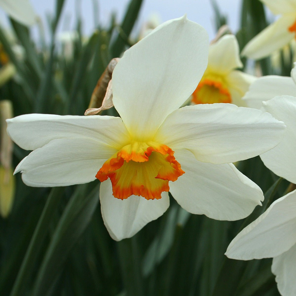 Seagull - wit-gele Small-cupped narcis - Fluwel
