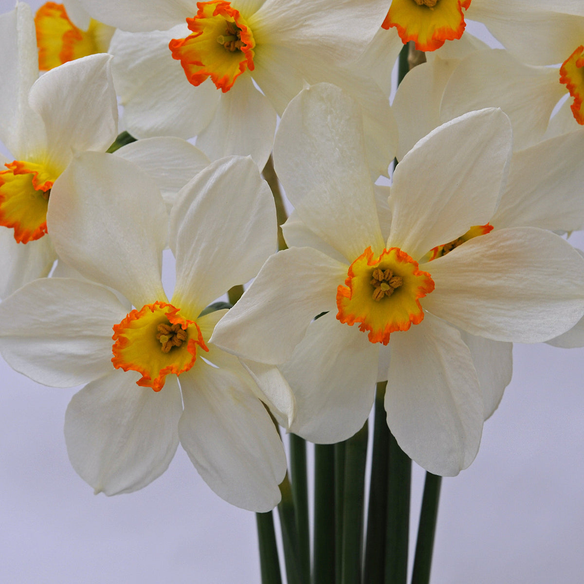 Seagull - wit-gele Small-cupped narcis - Fluwel