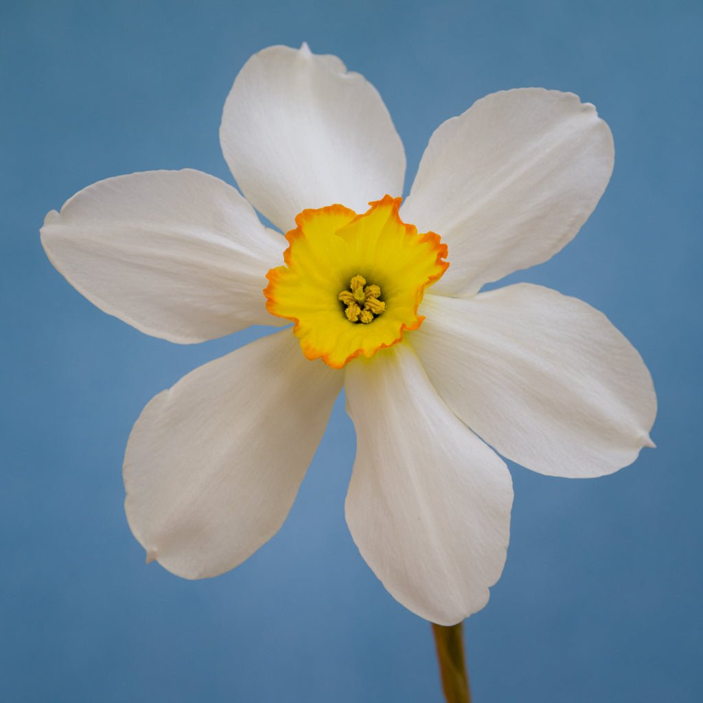 Seagull - wit-gele Small-cupped narcis - Fluwel