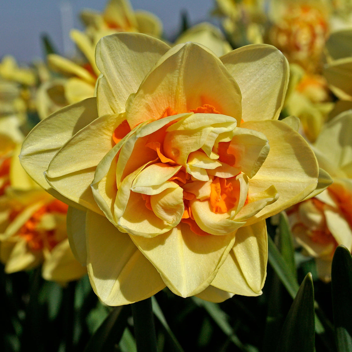 Sex on the Beach - Special Narcissus - Fluwel