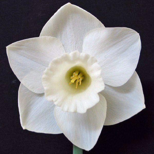 Sheelagh Rowan - Special Narcissus - Fluwel
