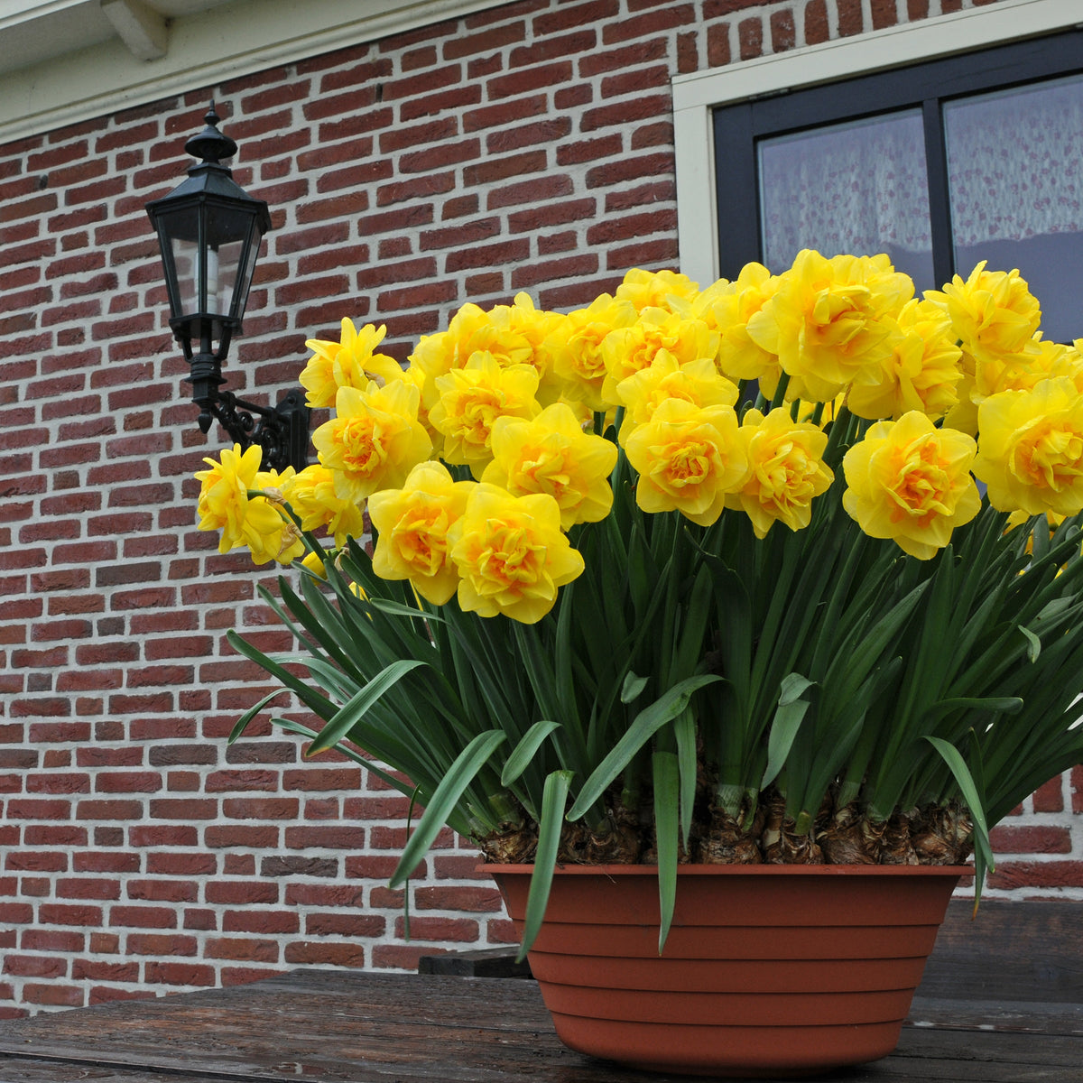 Sherborne - gele Double narcis - Fluwel