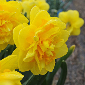 Sherborne - Special Narcissus - Fluwel