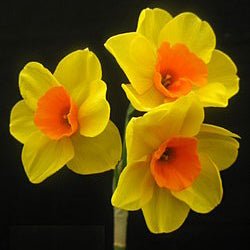 Shirley's Art - Special Narcissus - Fluwel