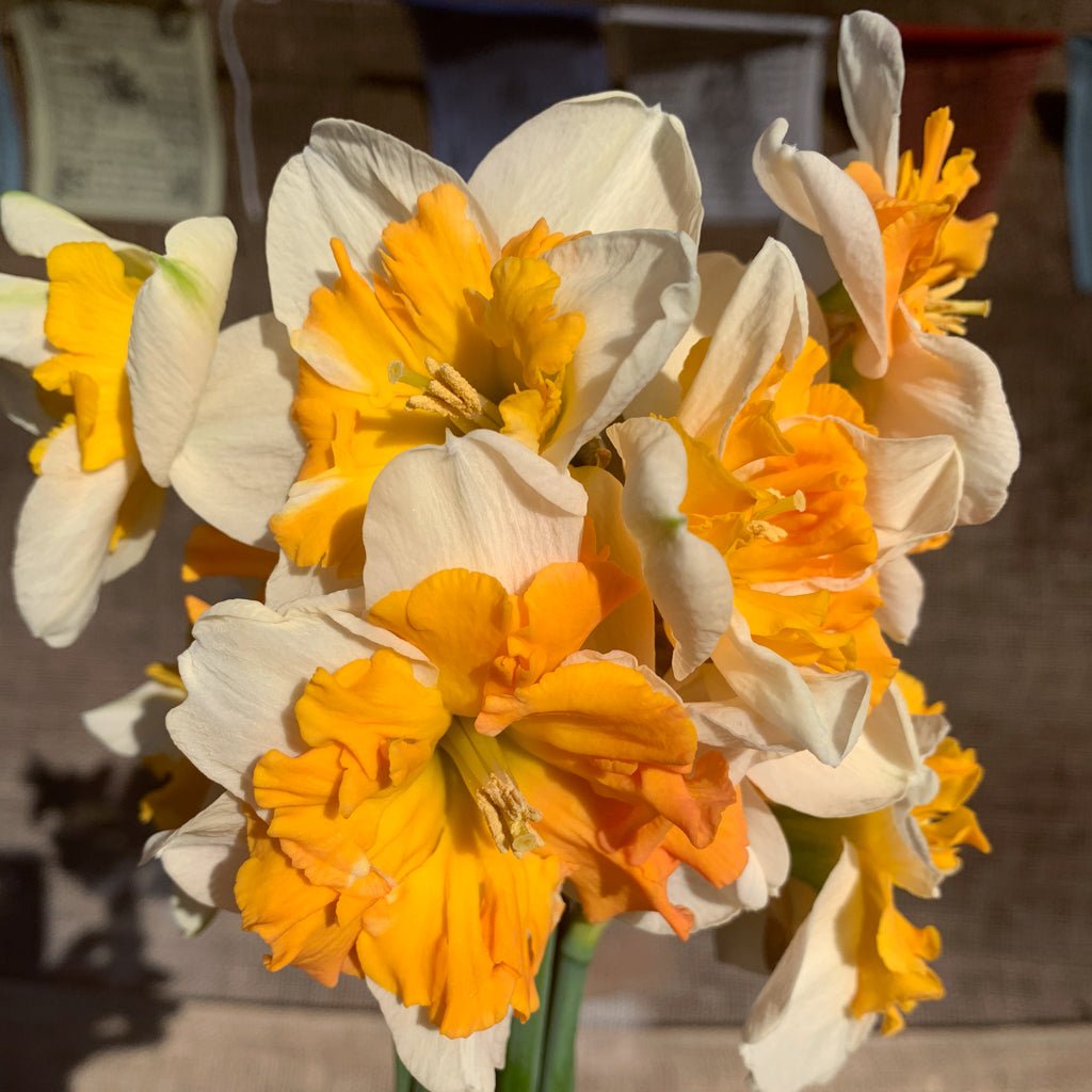 Shrike - meerkleurige narcis - Fluwel