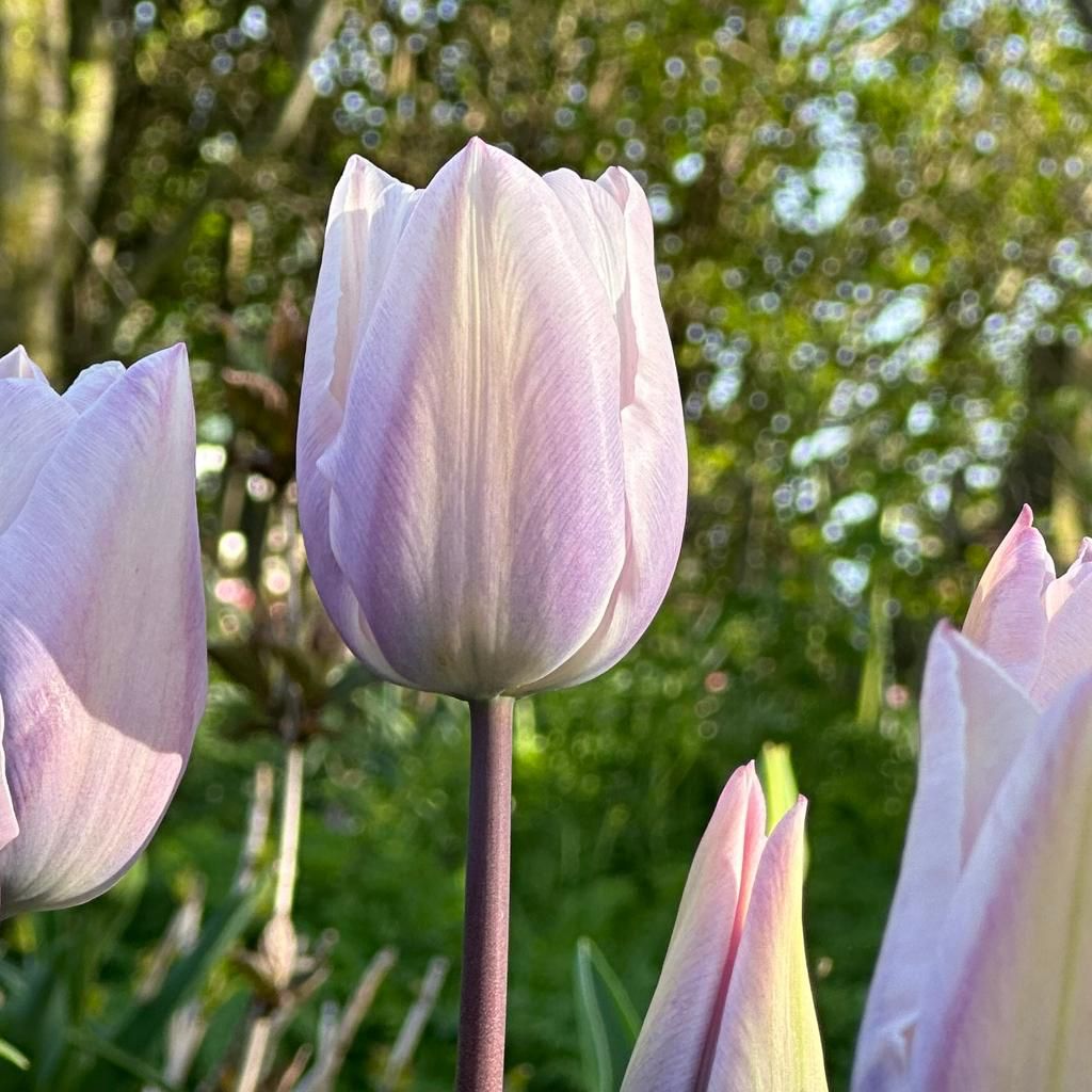 Silver Cloud - Tulips - Fluwel