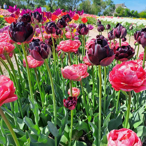 Simply Lovely - Mixes - Fluwel