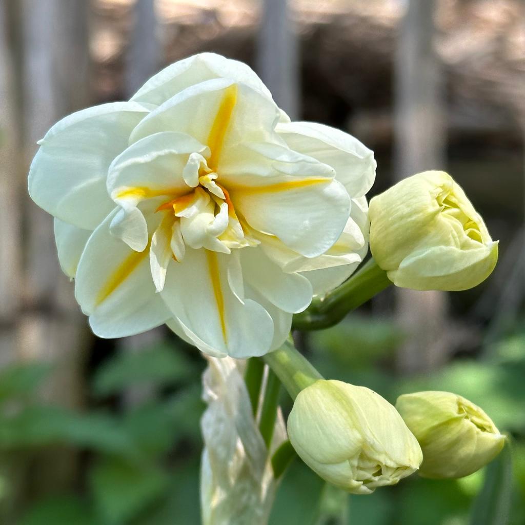 Sir Winston Churchill - meerkleurige Double narcis - Fluwel