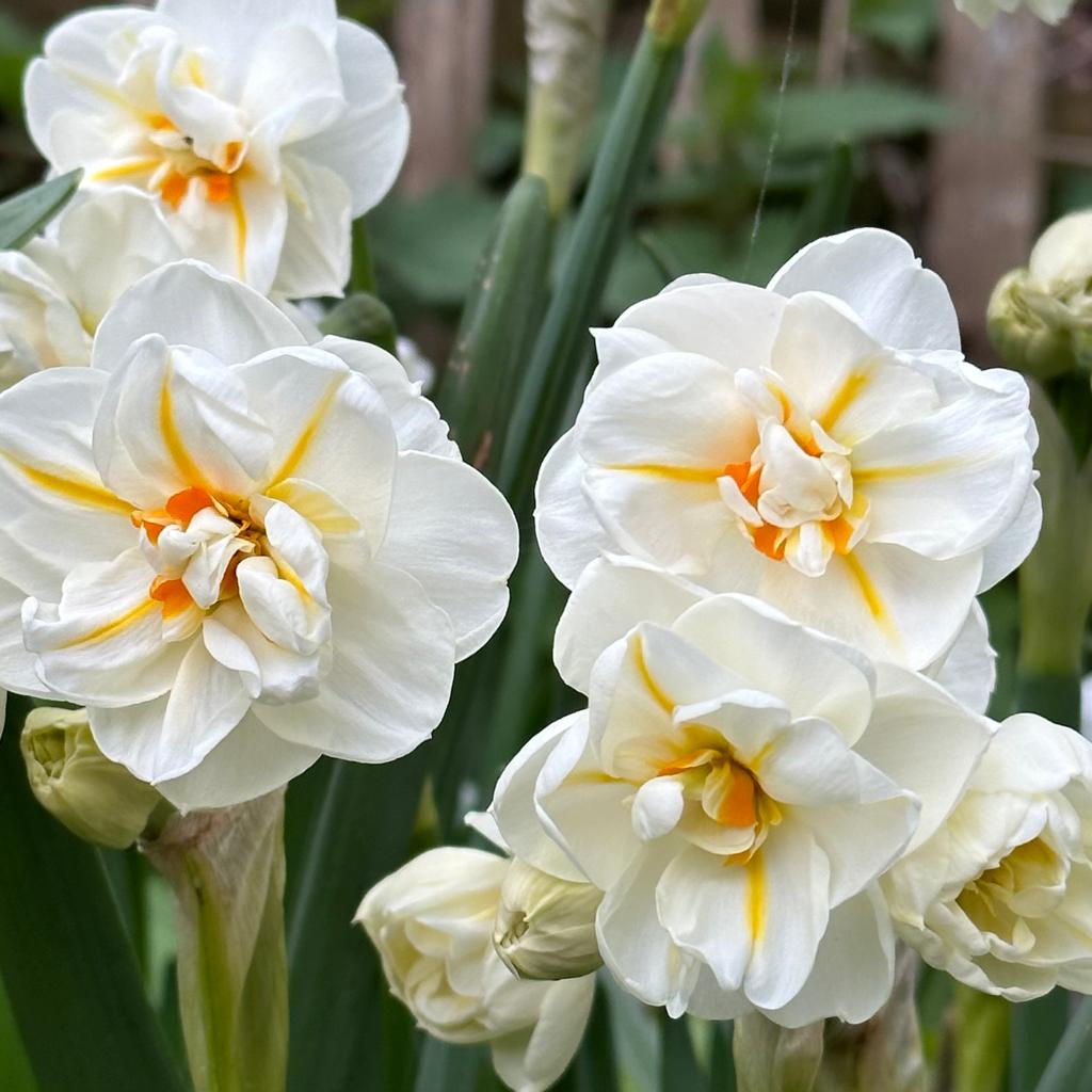 Sir Winston Churchill - Narcissus - Fluwel