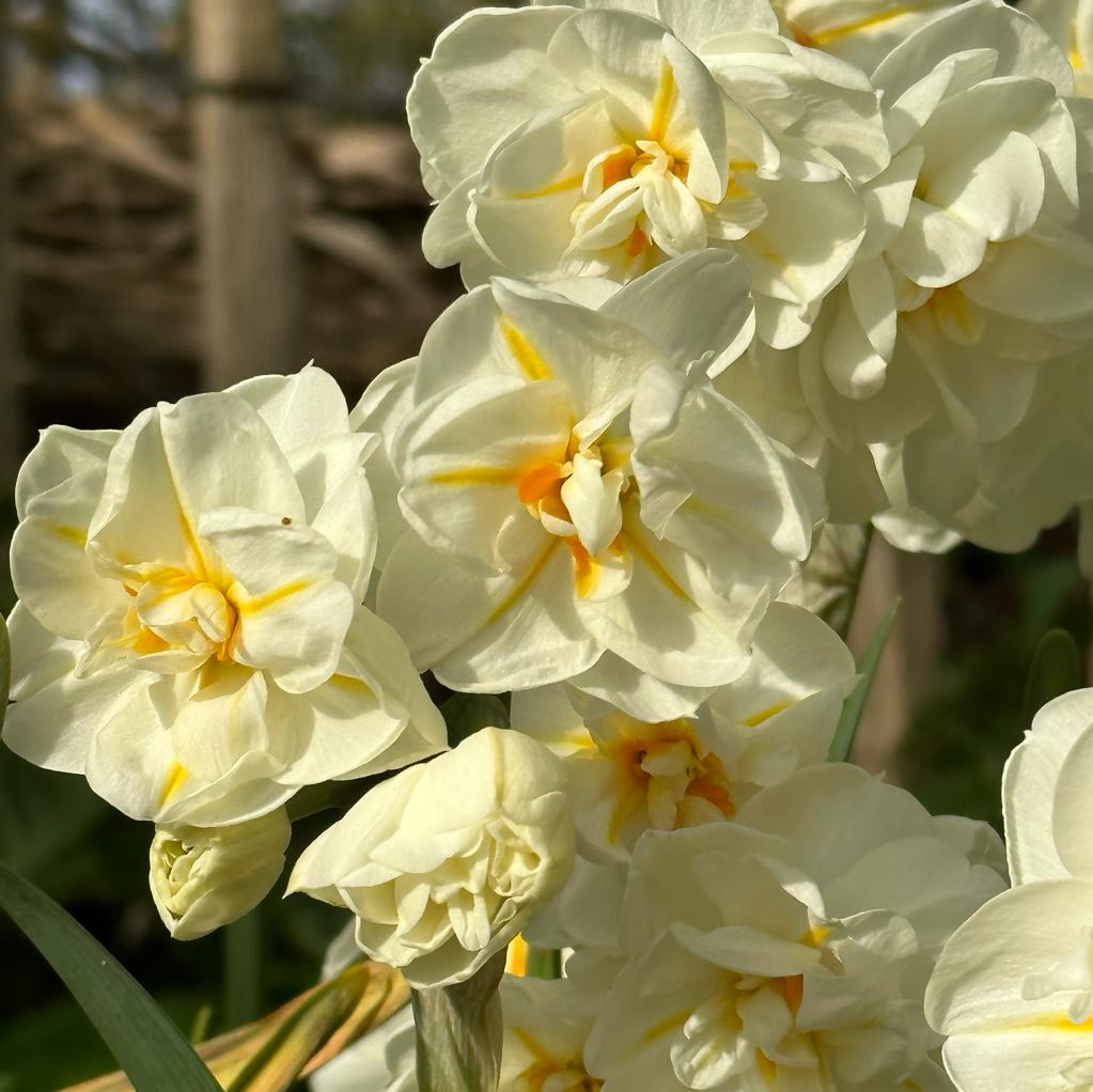 Sir Winston Churchill - meerkleurige Double narcis - Fluwel