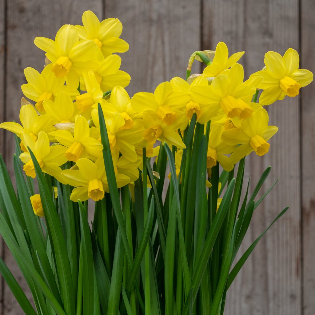 Sissy - gele Cyclamineus narcis - Fluwel