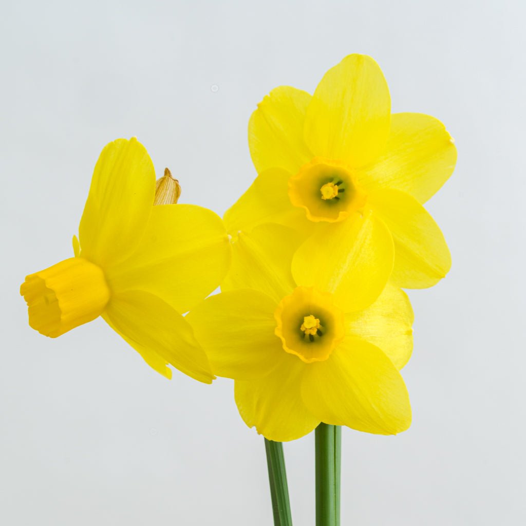 Sissy - gele Cyclamineus narcis - Fluwel