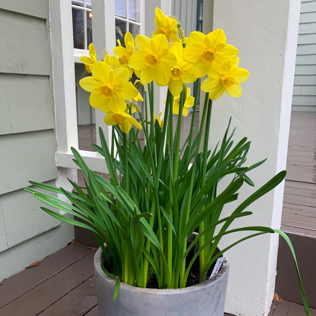 Sissy - gele Cyclamineus narcis - Fluwel