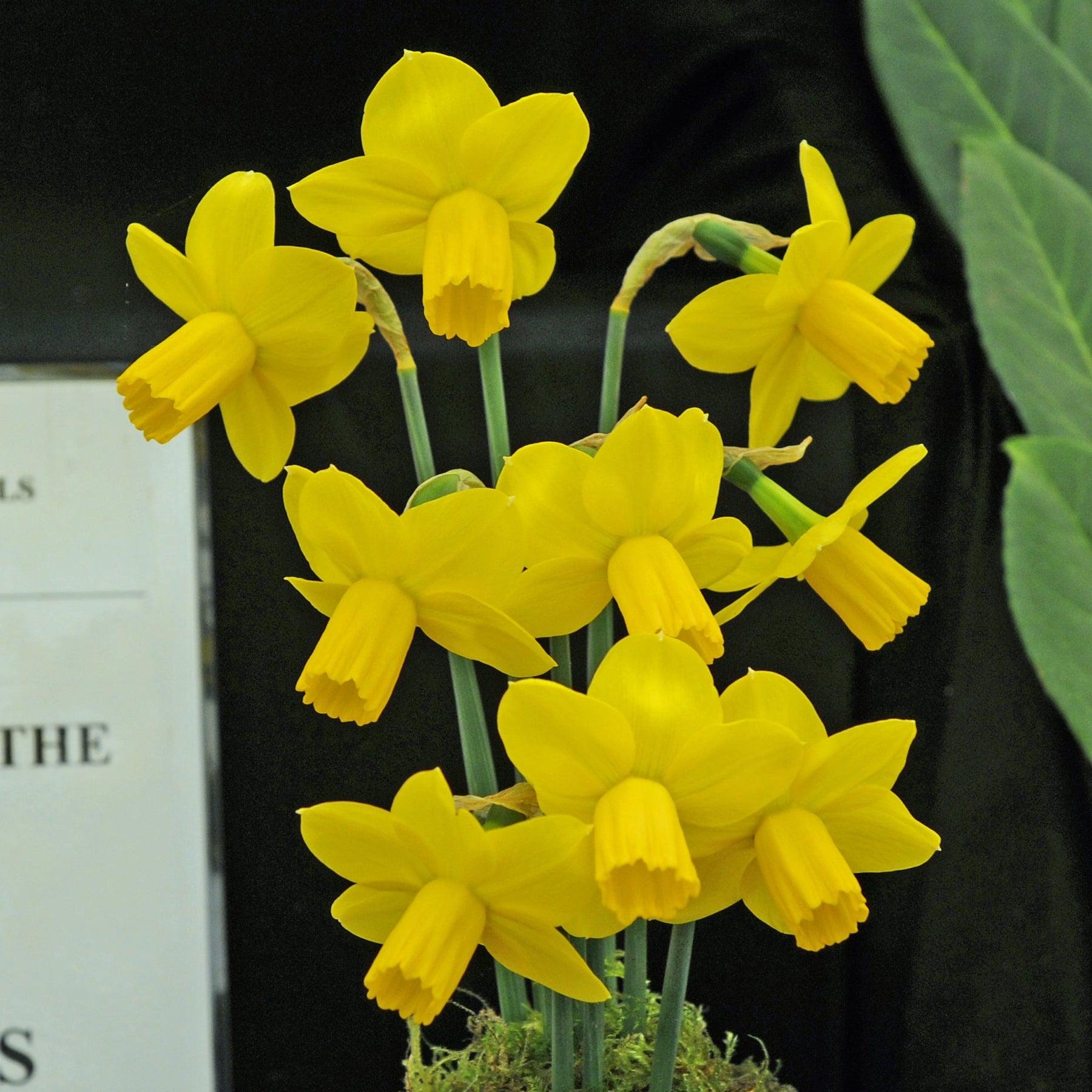 Skillywidden - Special Narcissus - Fluwel