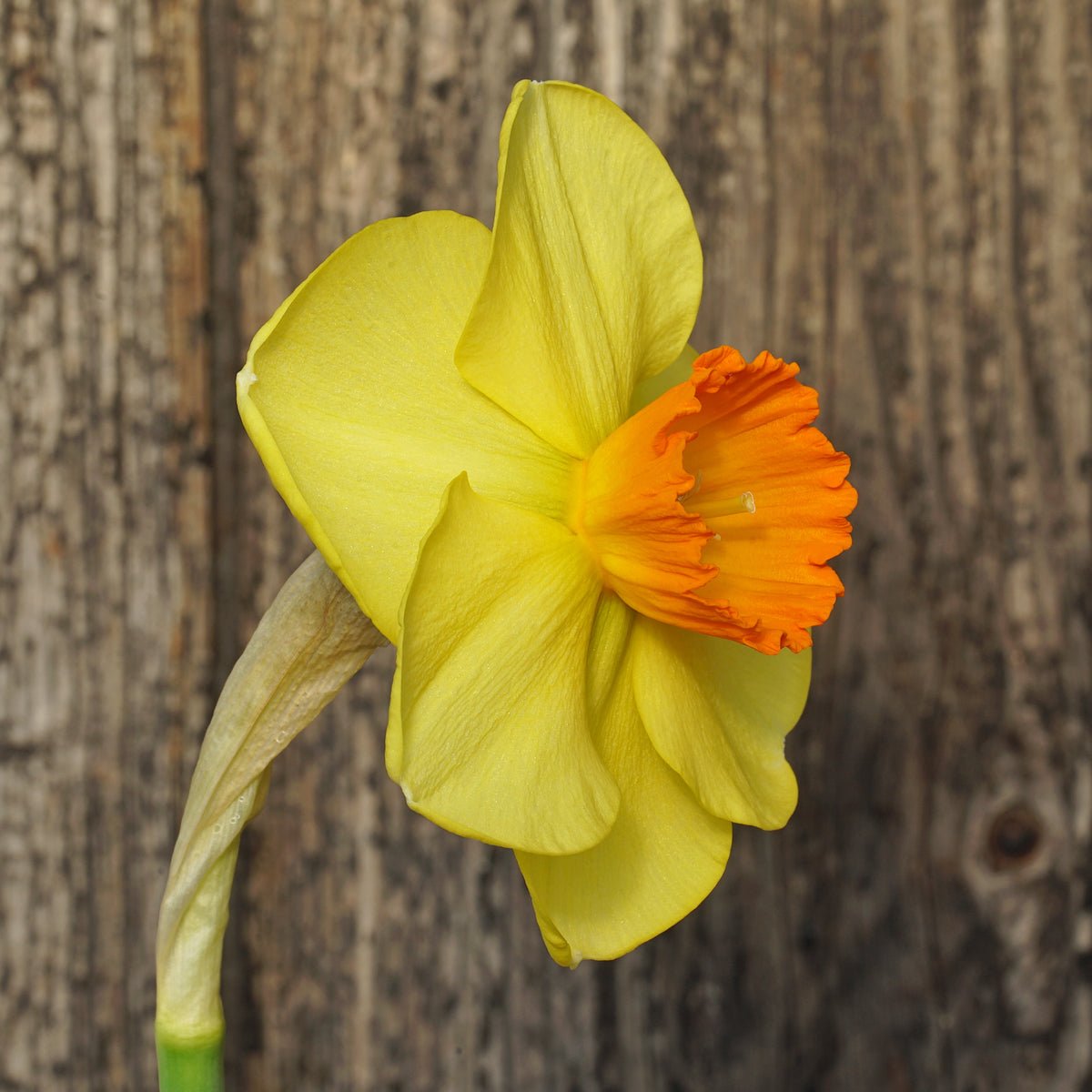 Smooth Criminal - Special Narcissus - Fluwel
