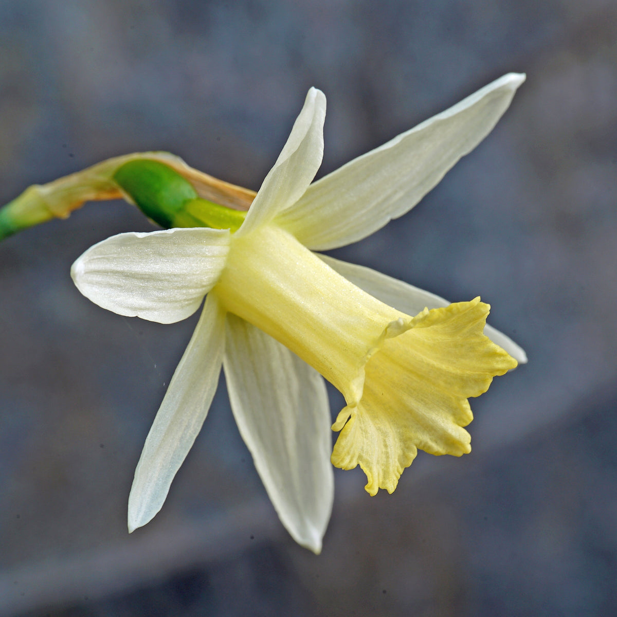 Snellebel - Special Narcissus - Fluwel